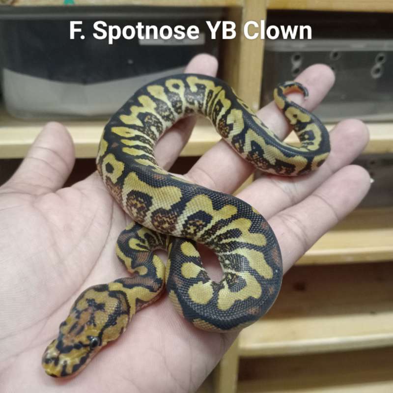 F. Spotnose yb clown