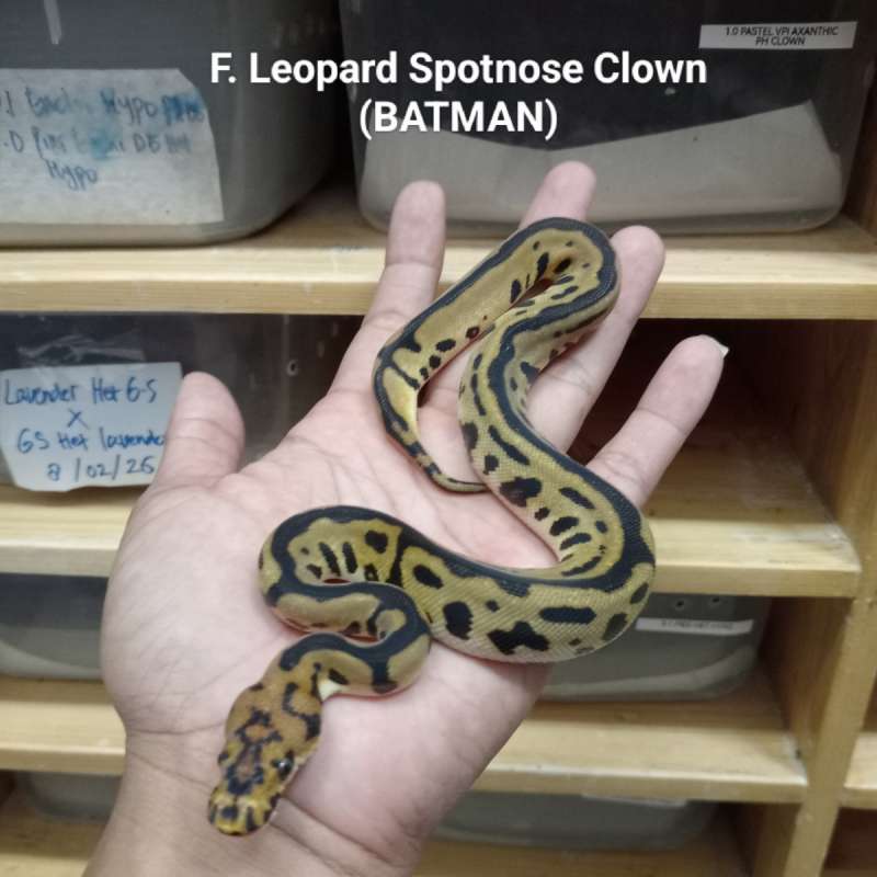 F. Spotnose leopard clown