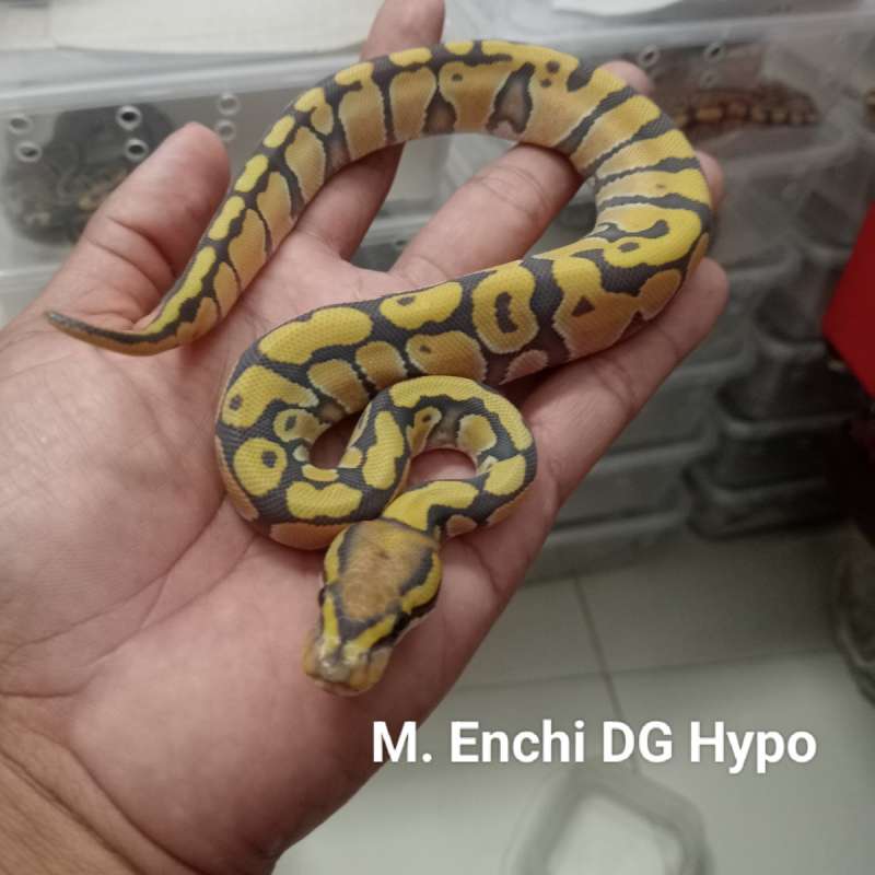 M. Enchi DG Hypo