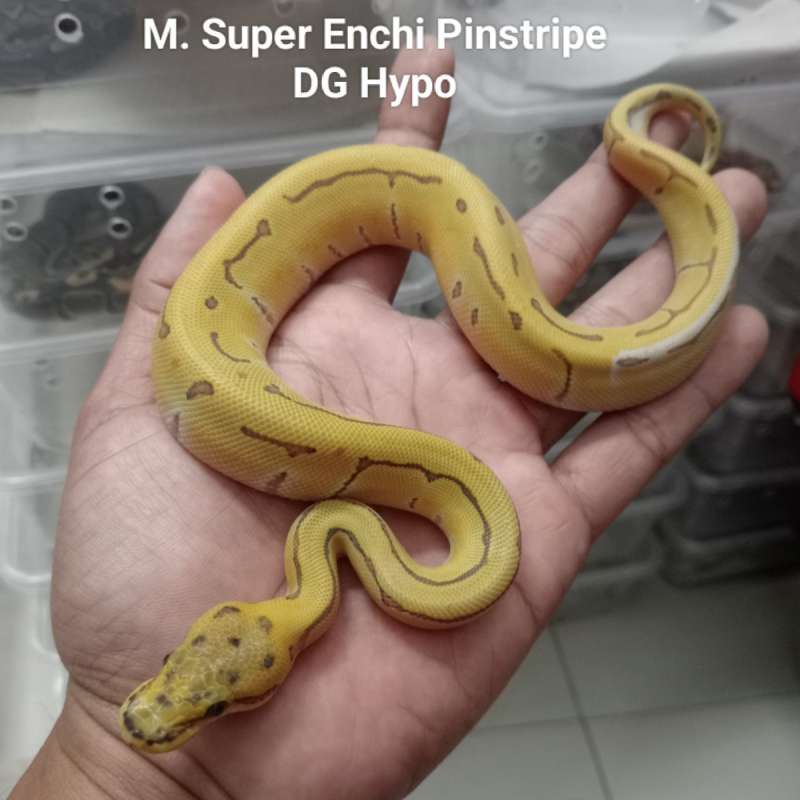 M. Super Enchi Pinstripe DG Hypo
