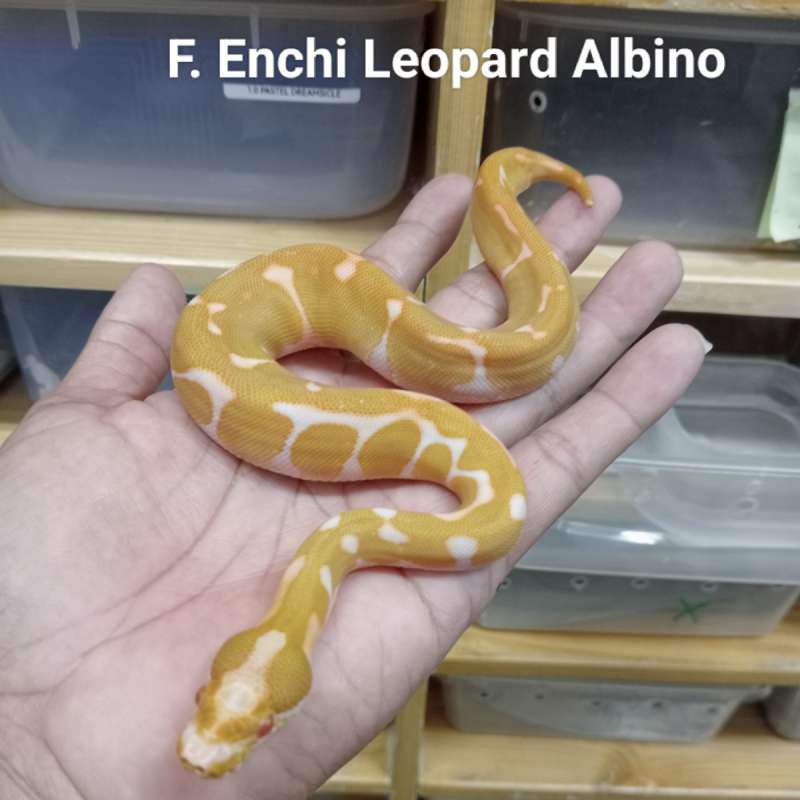 F. Enchi Leopard Albino