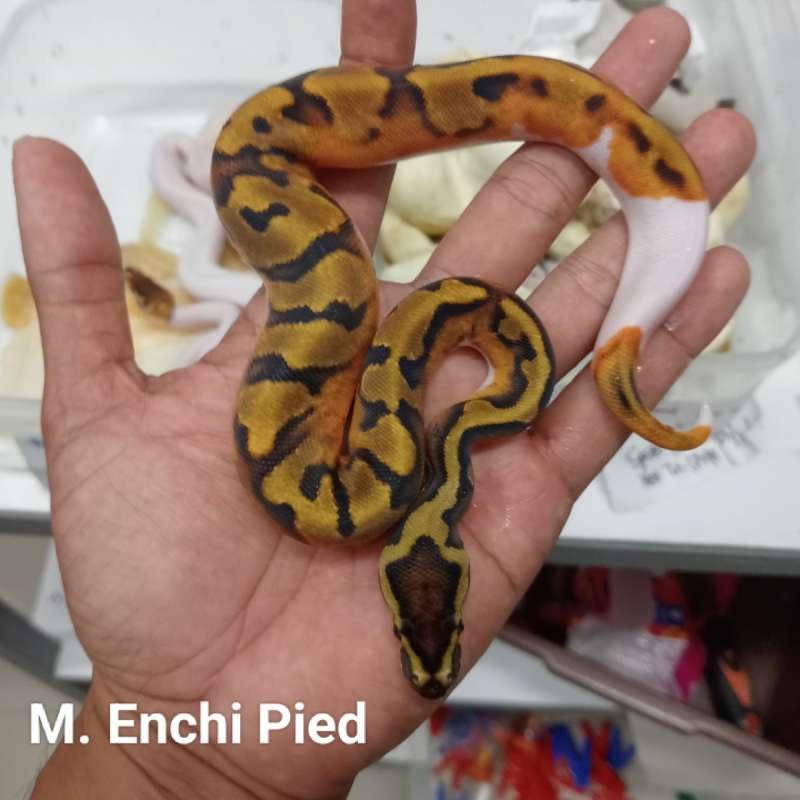 M. Enchi Pied