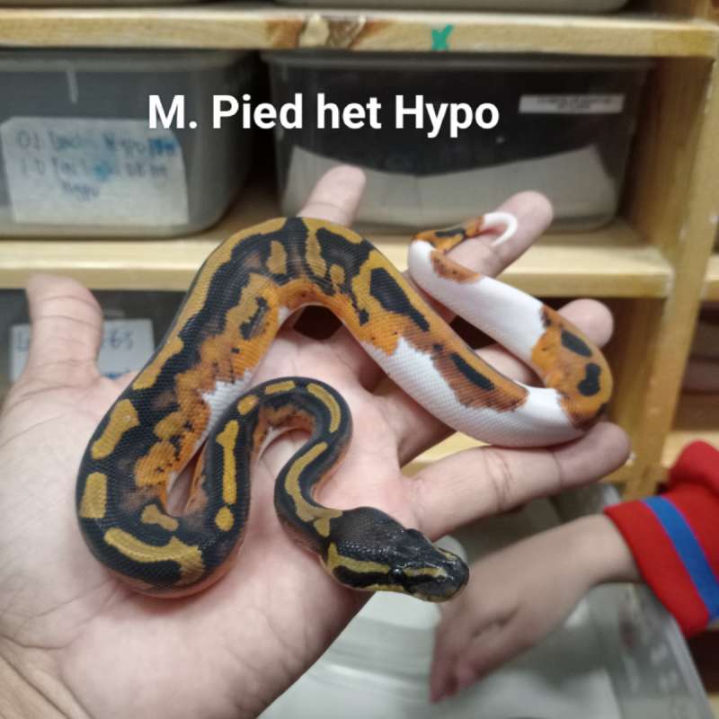 M. Pied het Hypo