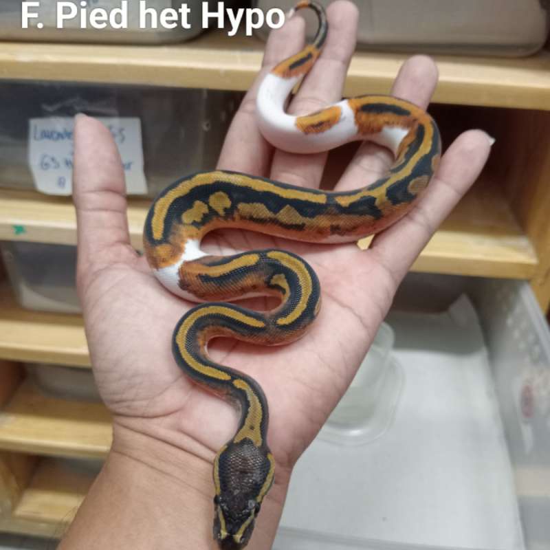 F. Pied het Hypo