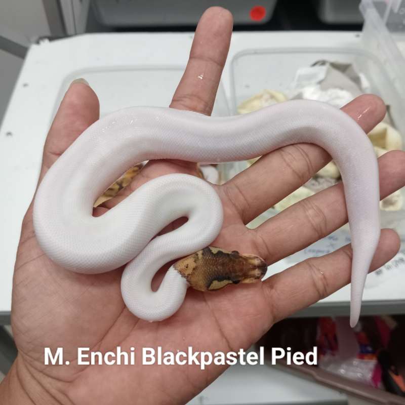 M. BlackPastel enchi Pied