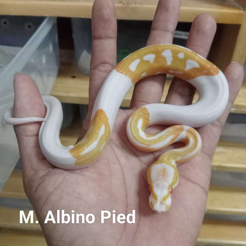 M. Albino Pied