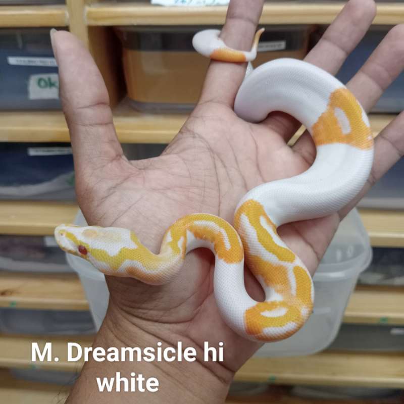 M. Dreamsicle highwhite