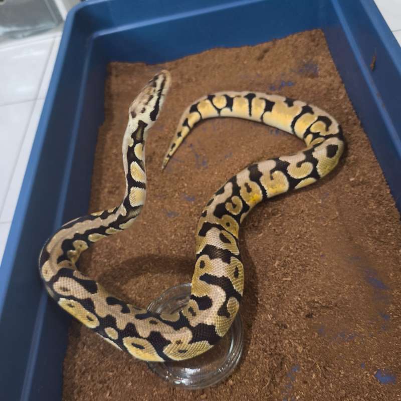 Spotnose pastel enchi het clown