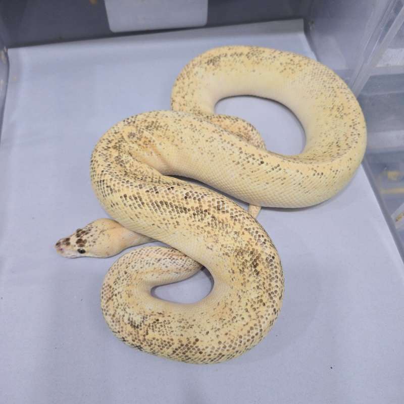 Lemonblast Freeway Jantan Proven