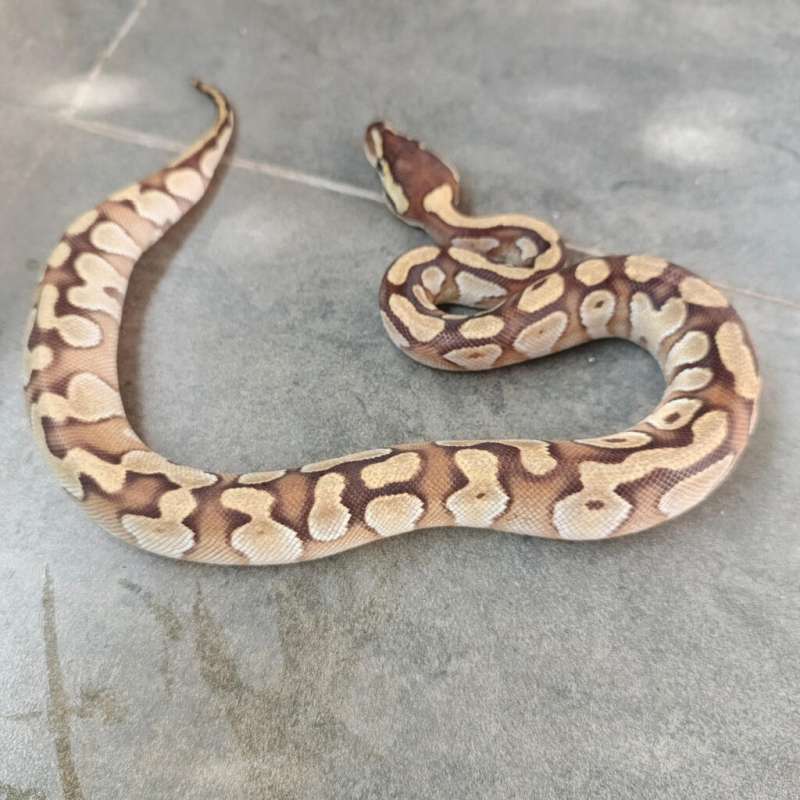 (F) OD Phantom 66% ph Clown