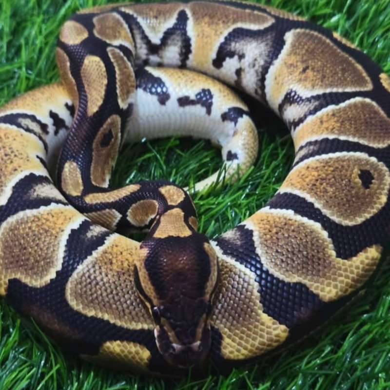 Female Normal Het Clown Ball Python