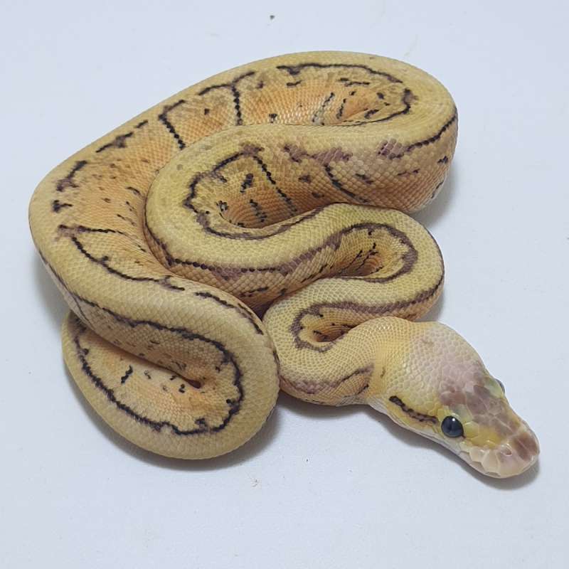 SUPER PASTEL PINSTRIPE HET CLOWN