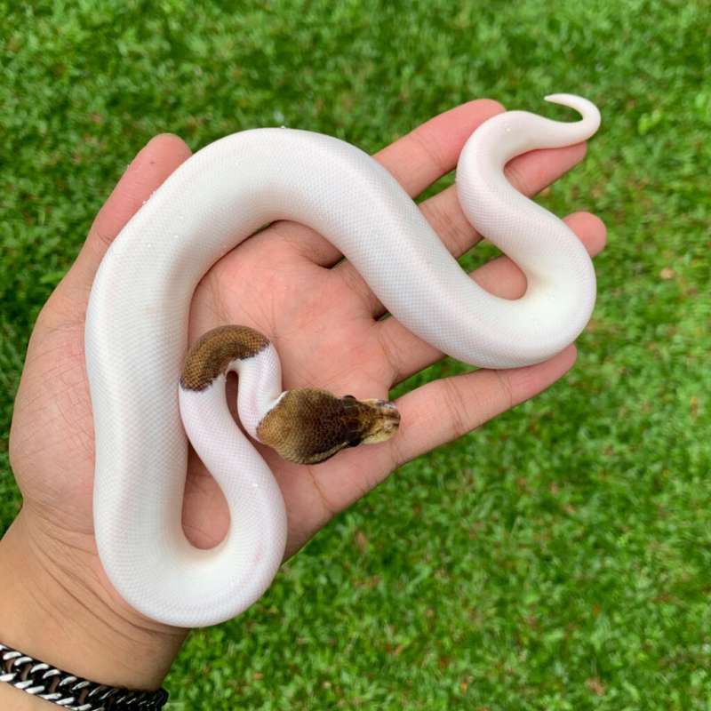 Woma cinnamon pied hi white ph hypo