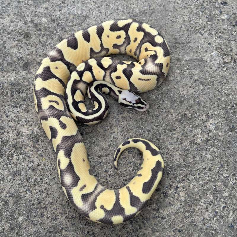 Desert ghost pastel poss leopard