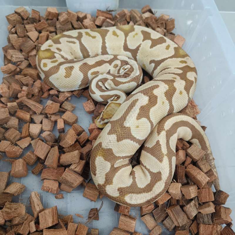 Pastel ultramel female
