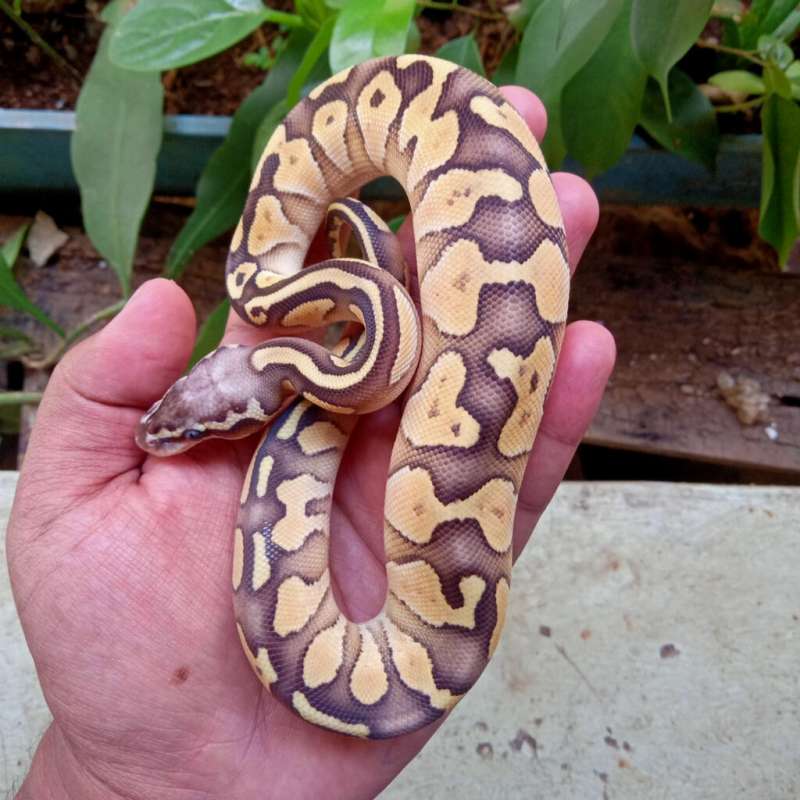 Lesser Pastel Yellow Belly Female