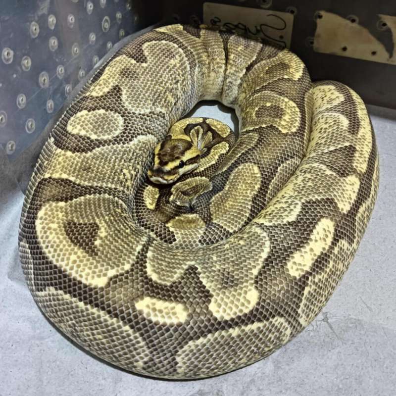 Fire enchi het genetic stripe proven