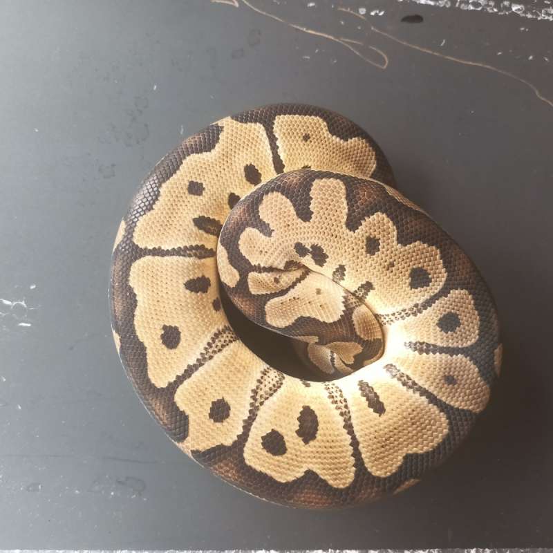 Clown poshl het lavender