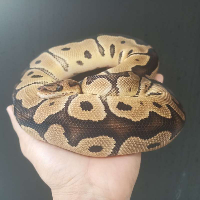 F. Clown possible het lavender