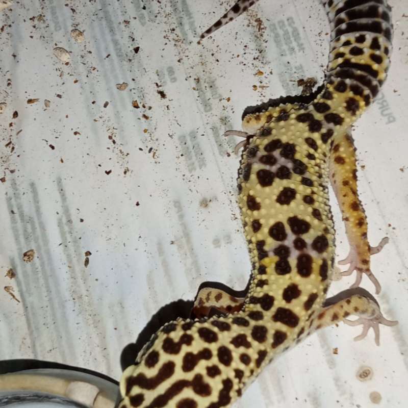 Gecko Female Free Ongkir