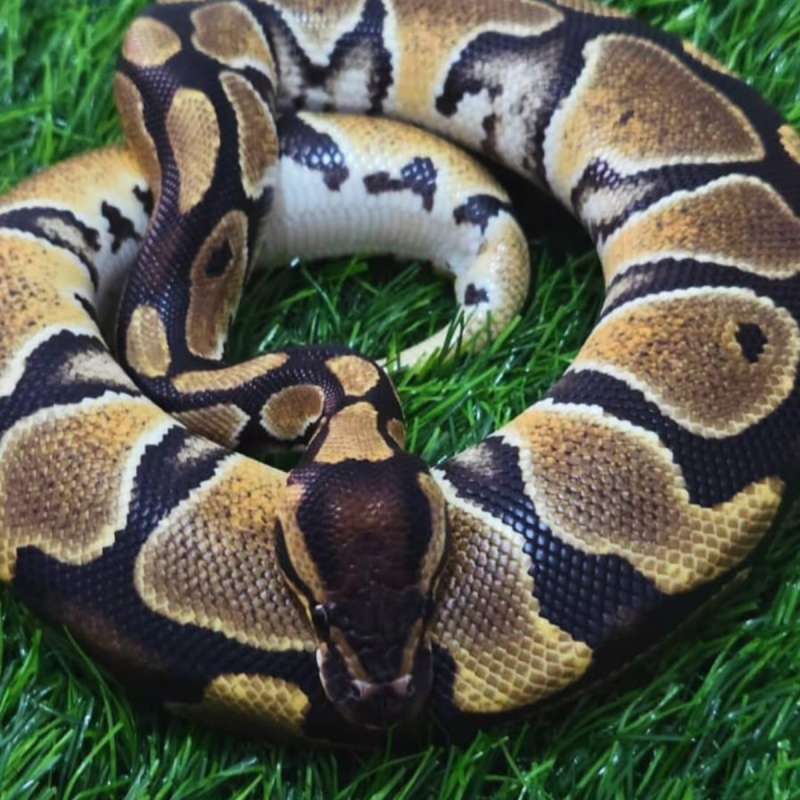 Female Normal Het Clown Ball Python