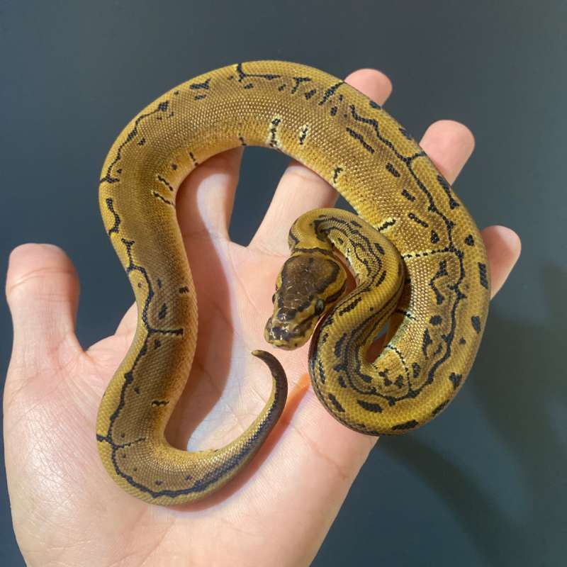 M - Pinstripe het Pied ph 66% Lavender