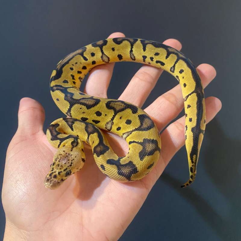 F - Pastel Clown ph 66% DG