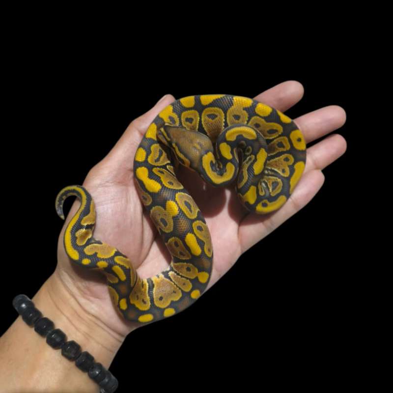 Female Hypo Het Clown Pos Gravel/YB