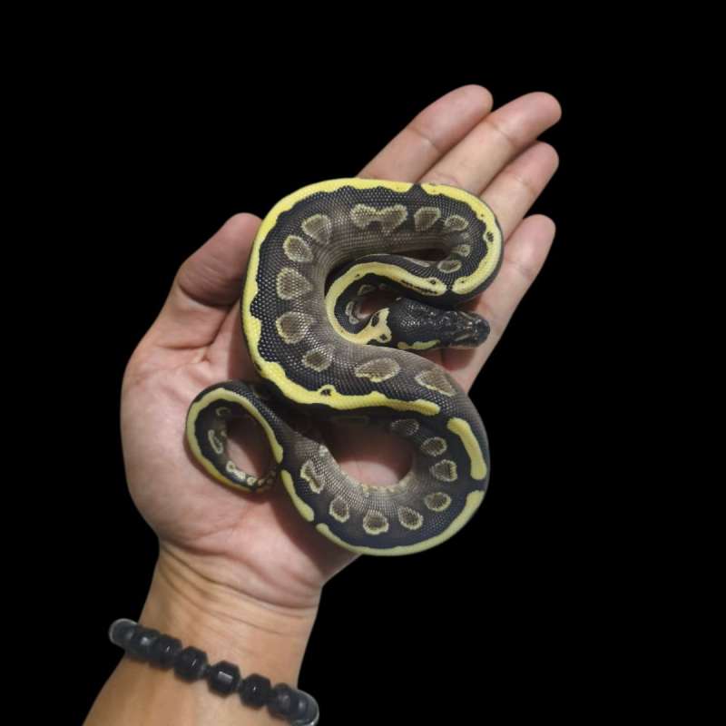 Female GHI Butter Het Clown