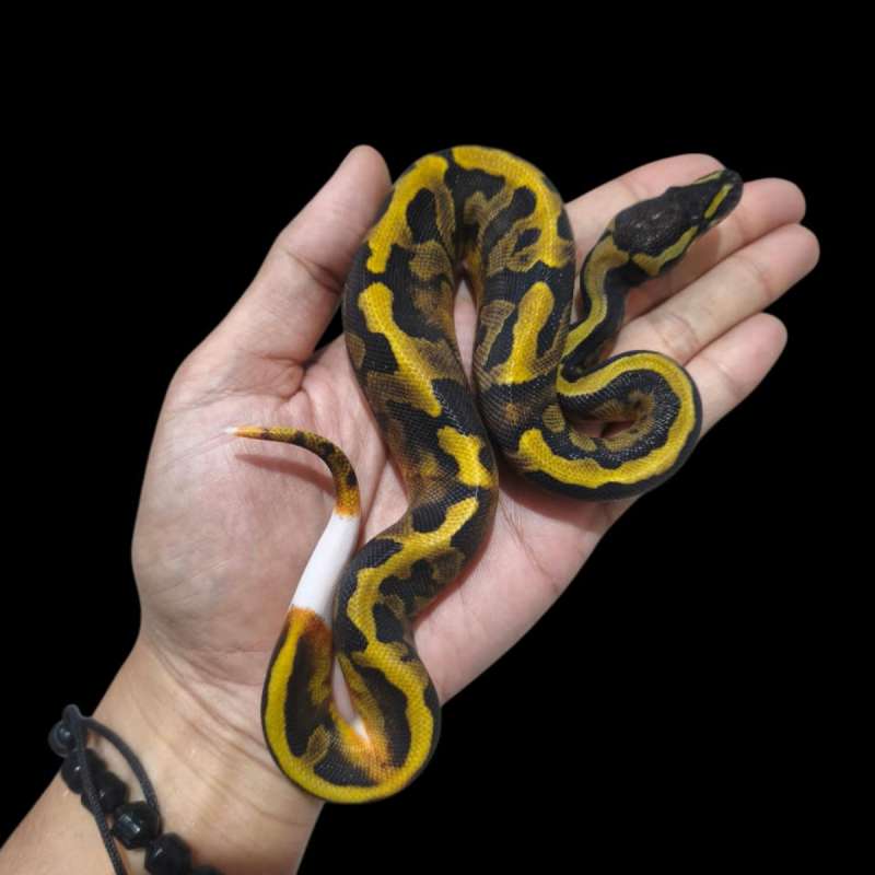 Female GHI Enchi Pied Pos Orange Dream