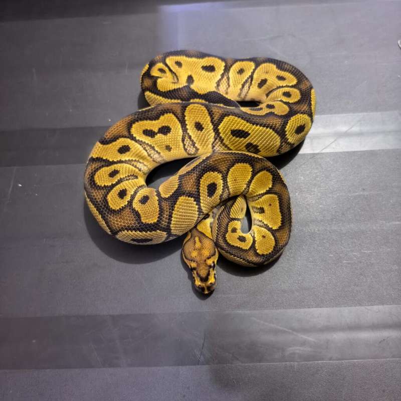 Yellowbelly Clown (adult)