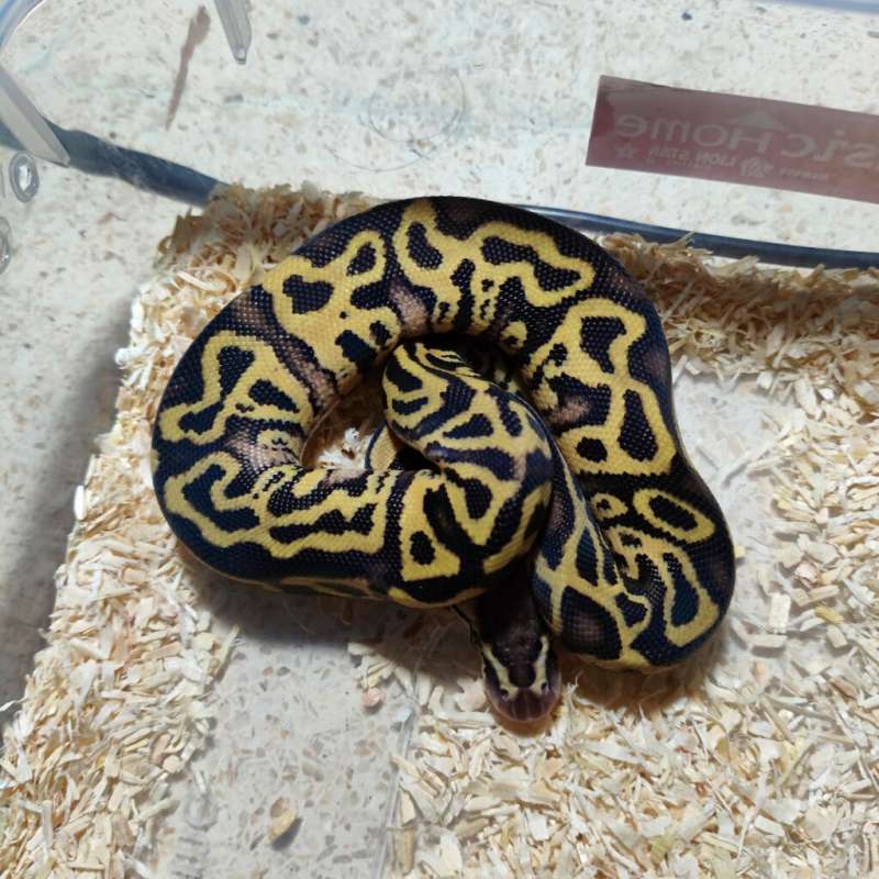 Leopard pastel gravel het clown
