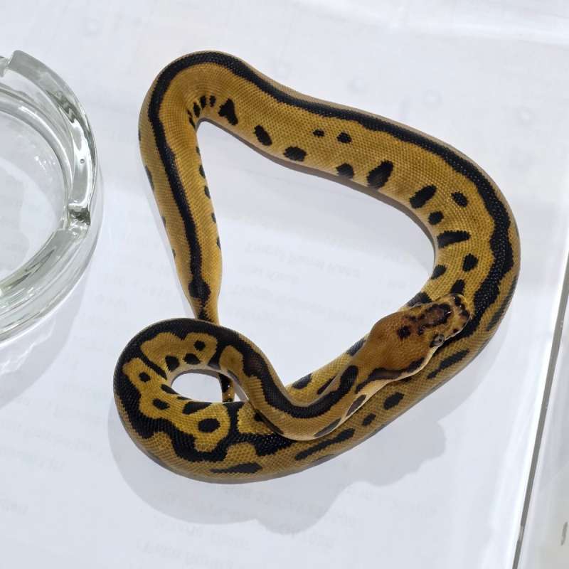 [3 Gen] Male Spotnose Leopard Clown (Batman)