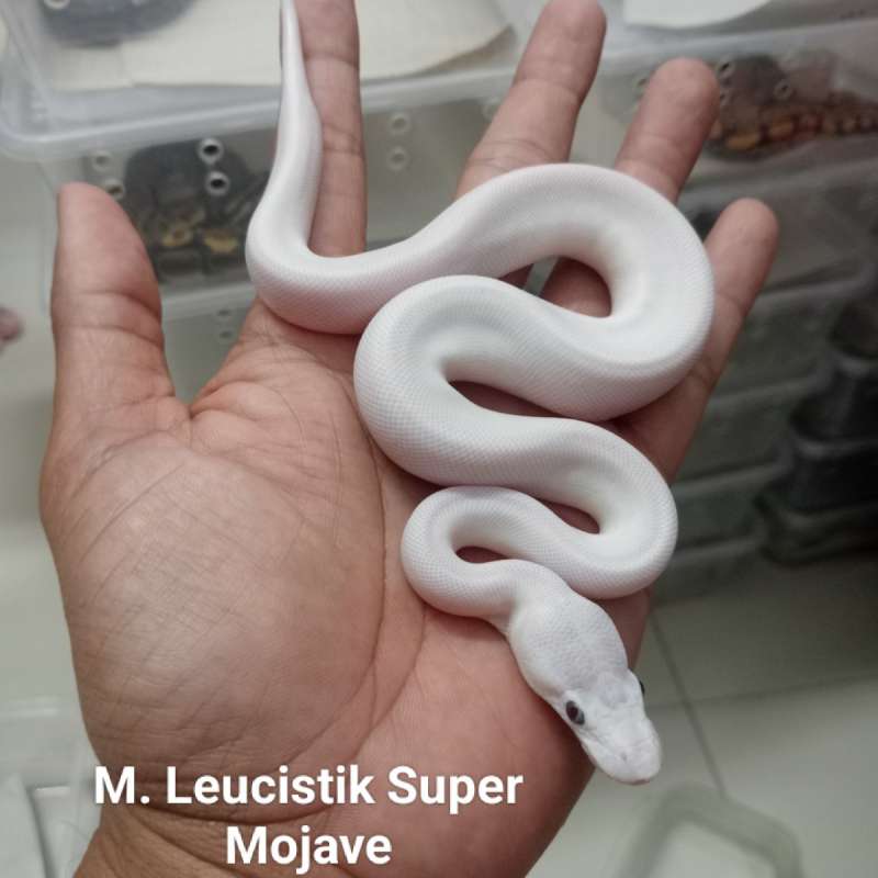 M. Leucistik ( Super Mojave )