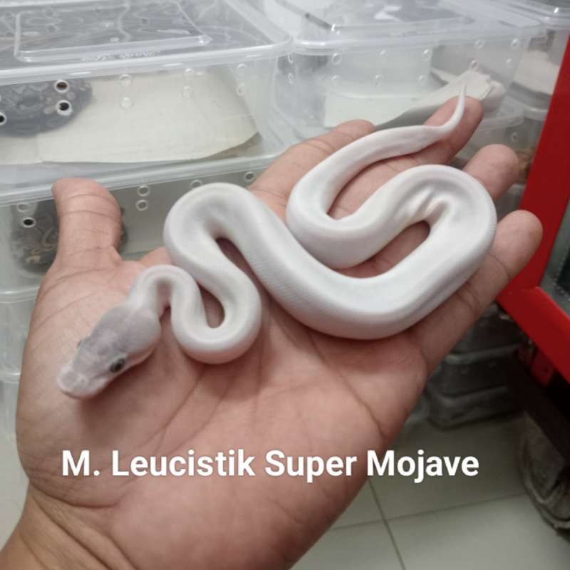M. Leucistik ( Super Mojave )