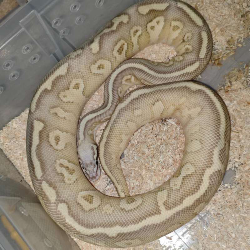 1.0 Super pastel leopard fire lesser het clow proven