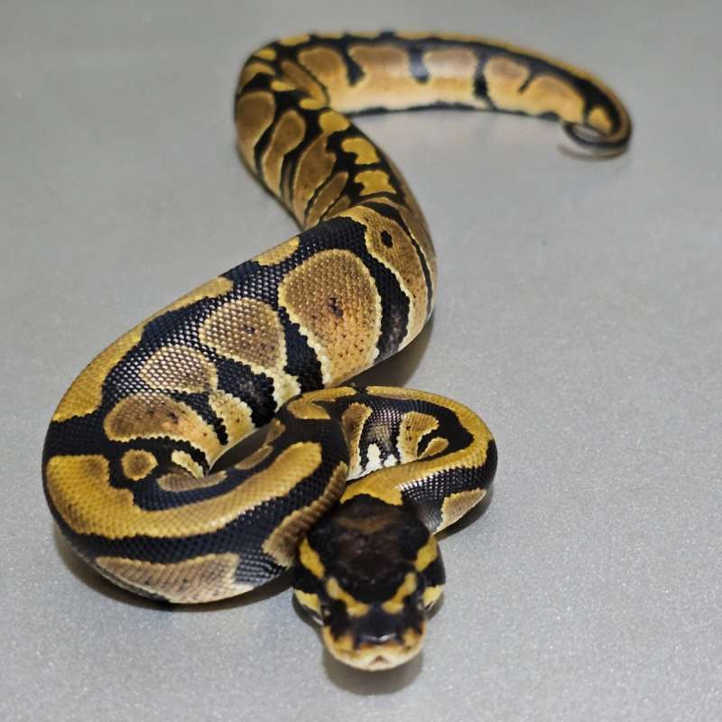 Dh Albino Pied