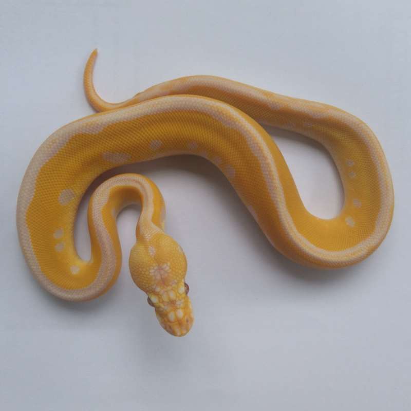 Female Leo Pastel Grail poss DG