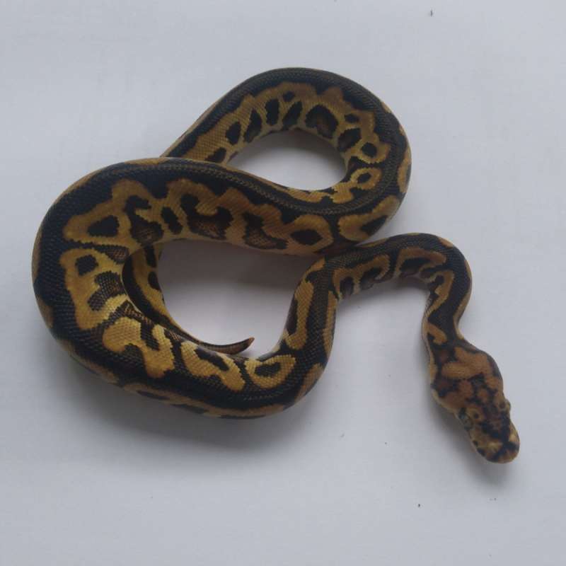 F Spotnose Clown ph 66% Lavender Dessert Ghost