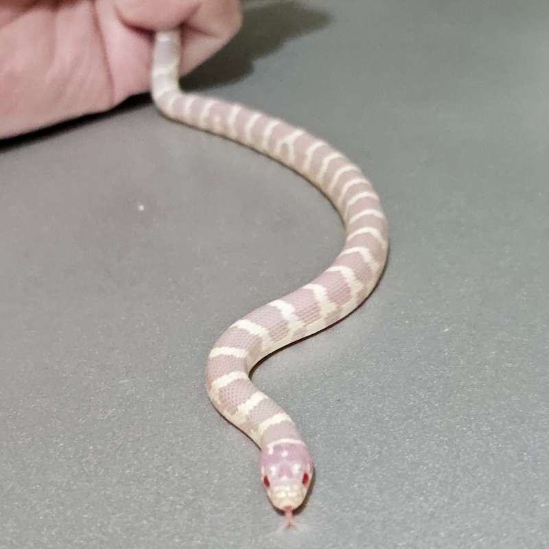 Hybrid Super Cali Albino