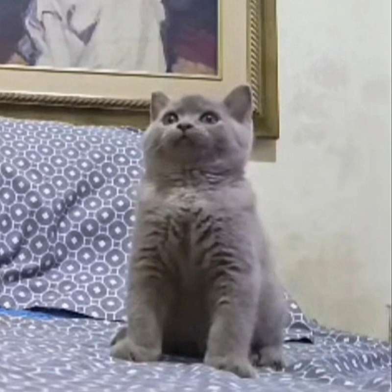 British ShortHair BSH Kitten