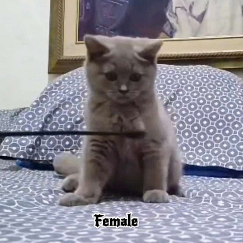 British ShortHair BSH Kitten