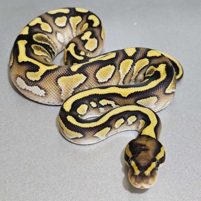 [Paradox] Enchi Lesser Yb het Clown