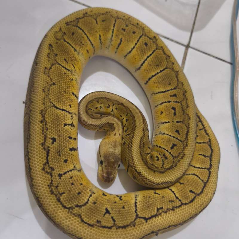 Lemon blast het clown