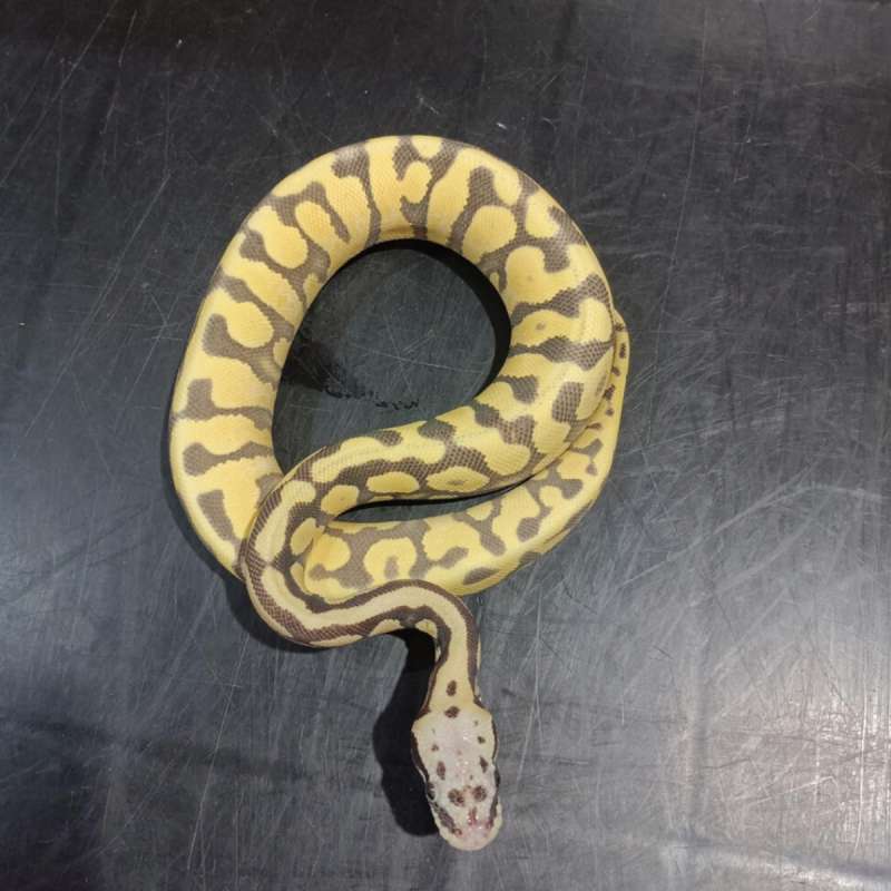 F dessert ghost pastel