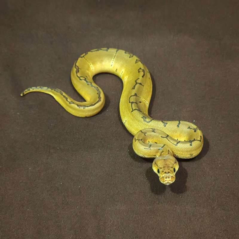 Pinstripe Clown Female