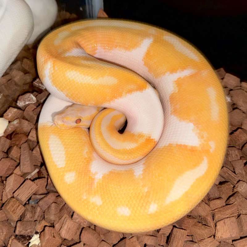 Dreamsicle / Lavender Pied