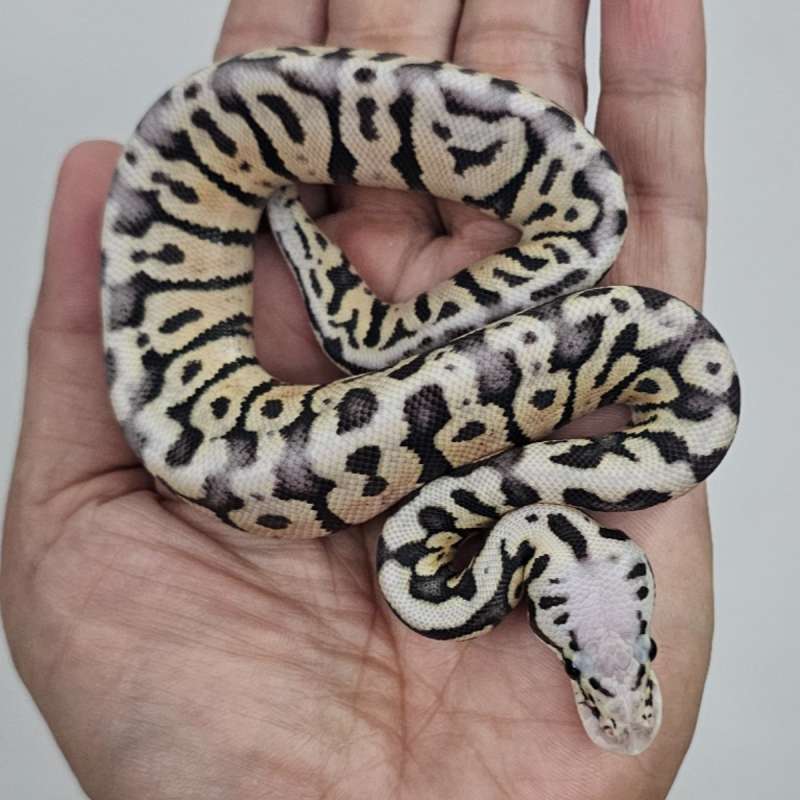 SPOTNOSE SUPAS HET CLOWN