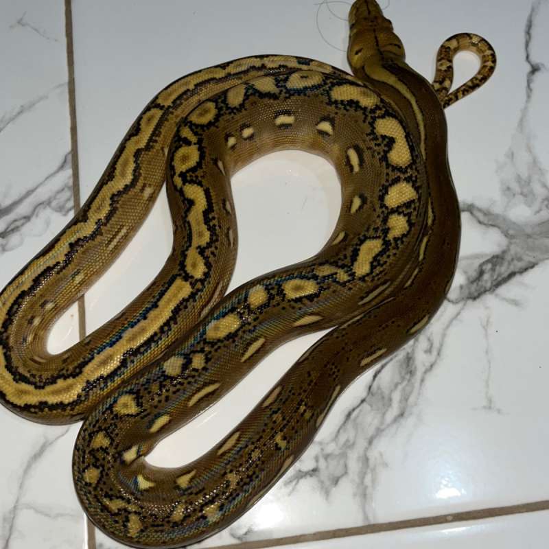 RETIC PHANTOM