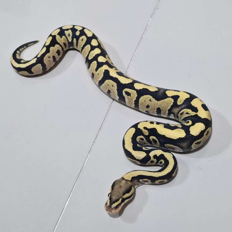 Male Fire Dessert Ghost het Clown